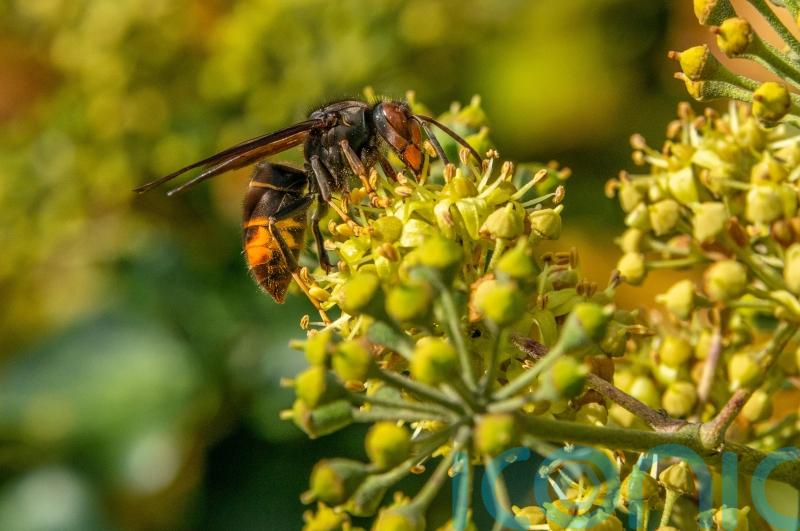 Warning over rise in invasive species as public told to report Asian hornets