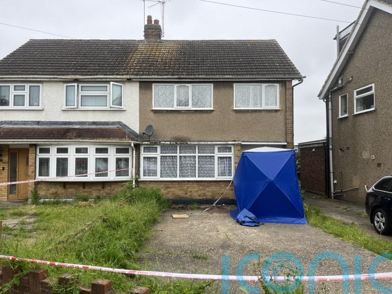 Neighbour feared XL bully dogs that killed owner were dangerous