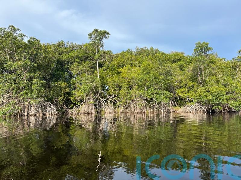 Half the world’s mangroves ‘at risk of collapse’ as climate change threat grows