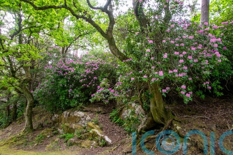 Protect British nature, do not buy rhododendron ponticum, gardeners urged