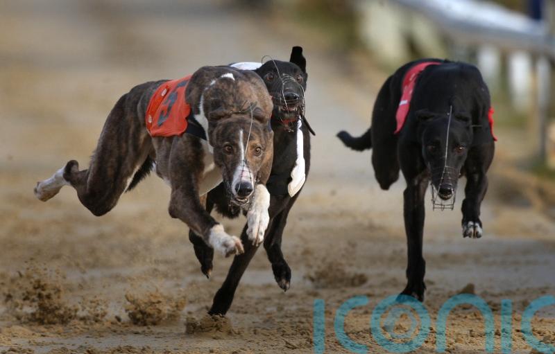 Government ‘not persuaded’ of need to ban greyhound racing, says minister