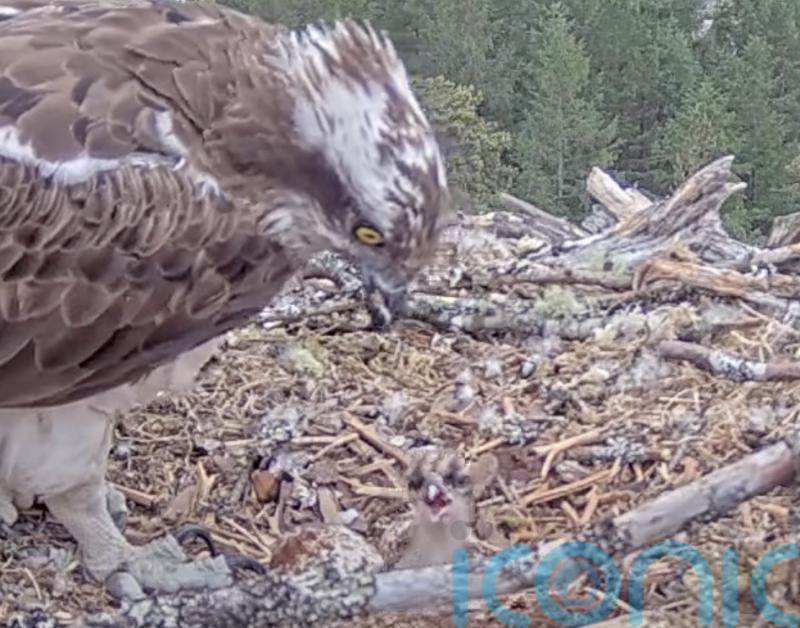Livestream ospreys welcome first chick of the season