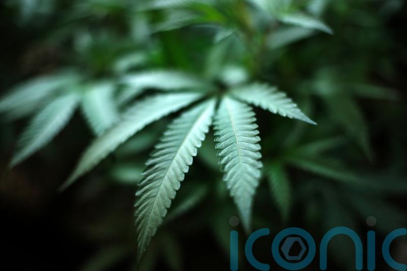 Daily marijuana use outpaces daily drinking in the US, study says