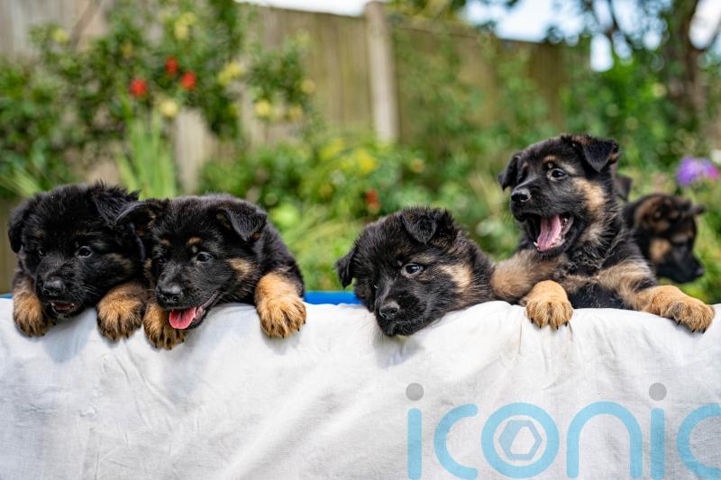 Pet owners offered tips to cut vet bills as competition watchdog confirms probe