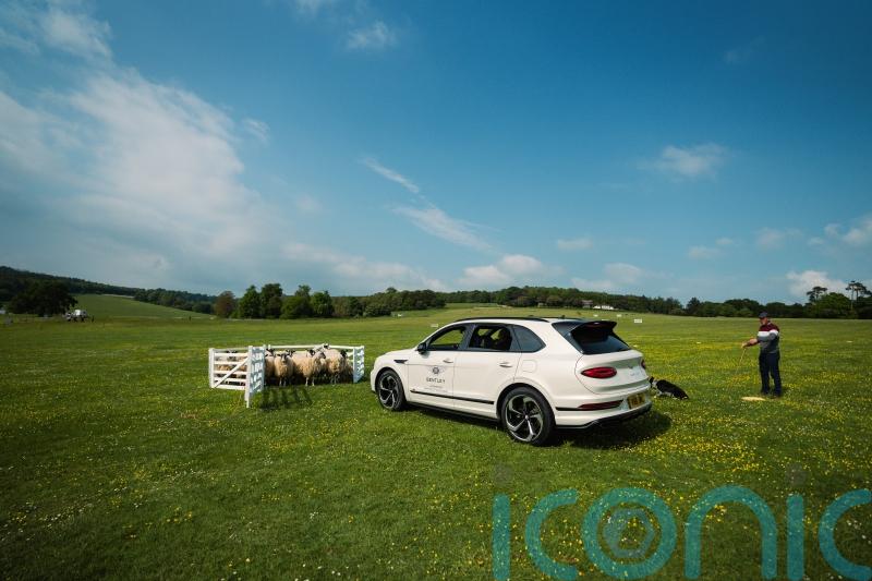 Herding sheep in a Bentley – how hard could it be?