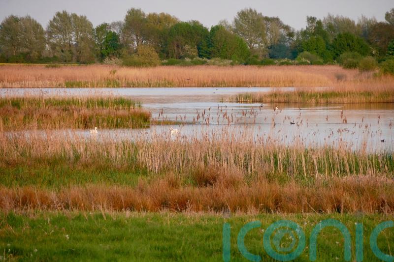 RSPB &lsquo;over the moon&rsquo; at progress of huge reedbed project at quarry site