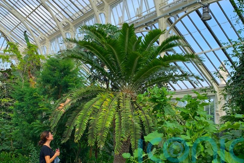 AI enlisted in the hunt for female partner for lonely ancient plant