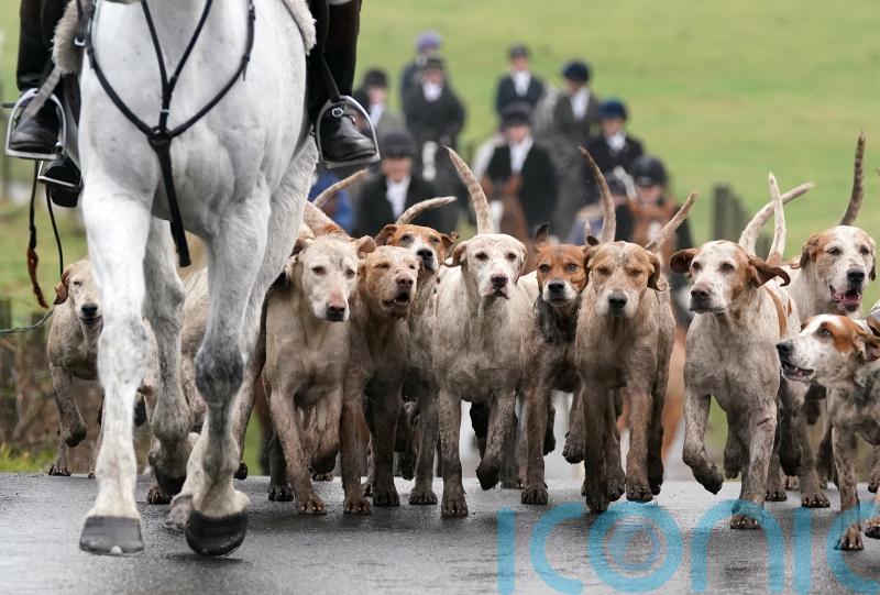 Voters back tougher fox hunting laws, poll suggests