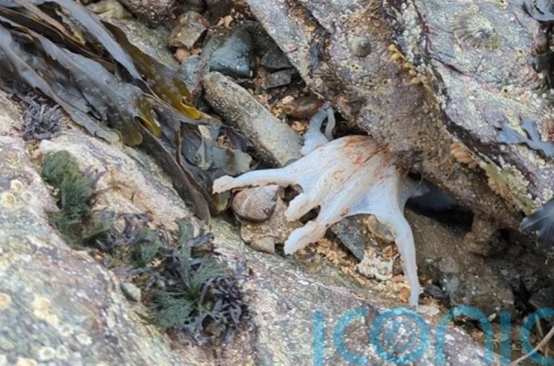 Octopus caught on camera changing its colour at North Wales beach