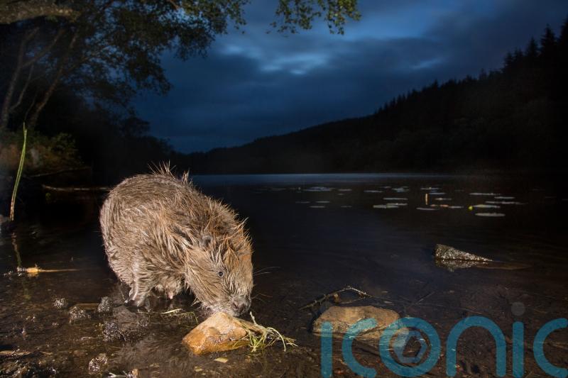 Public bodies on ‘go slow’ on boosting beaver numbers, campaigners argue