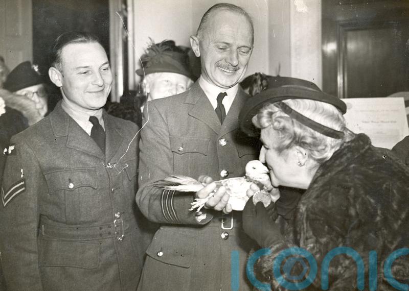Pigeons and parachuting dog decorated as D-Day heroes