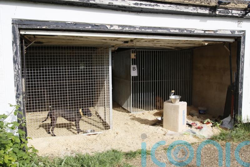 Members of international dog-fighting ring jailed