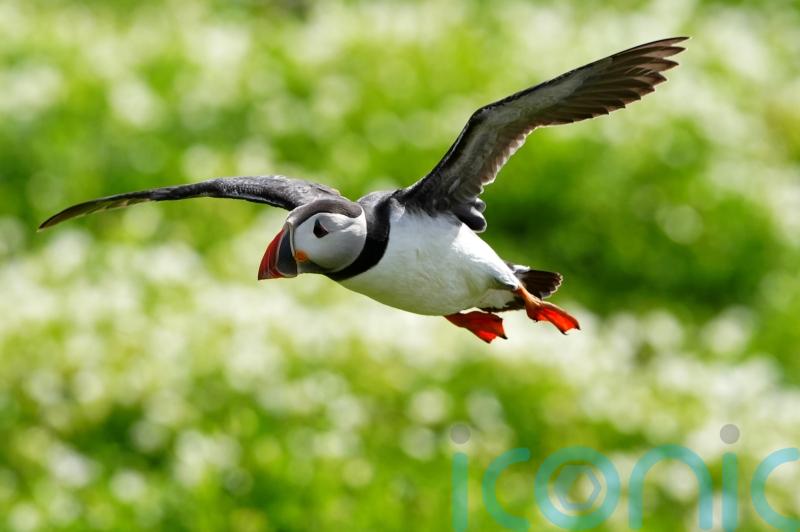 Rangers gear up for first full count of Farne Islands’ puffins in five years