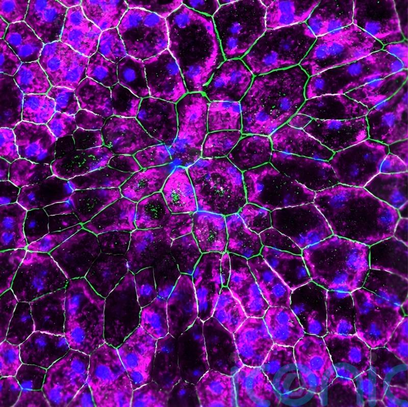 Boosting key eye cells protein ‘could protect older adults against sight loss’