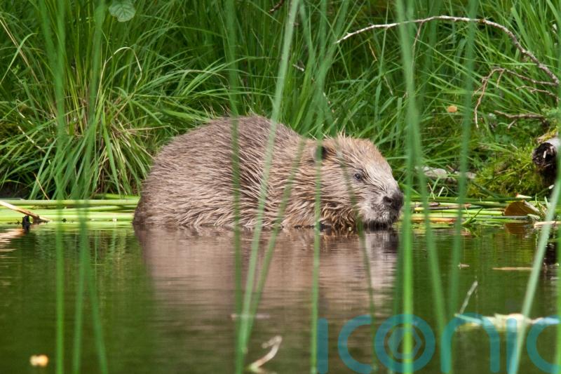Ban peat sales and back beavers as part of policies for nature, parties urged