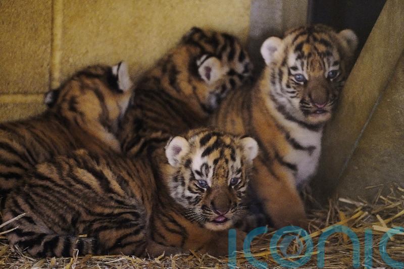 Four rare tiger cubs born at Longleat a month ago doing well, keepers say