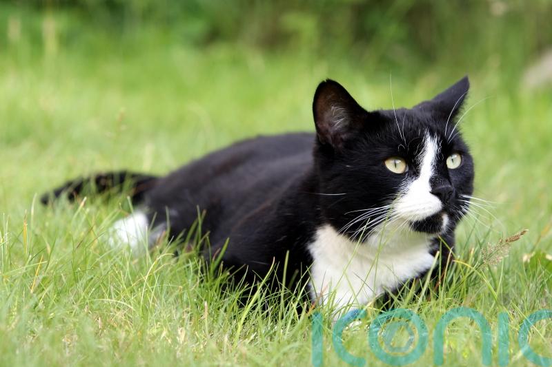 ‘Two million cats not microchipped’ as deadline looms