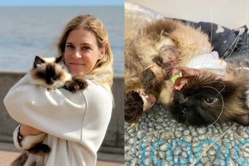 Vet bills for UK&rsquo;s &lsquo;bravest and most expensive cat&rsquo; reach &pound;25,000 as attack by four dogs costs owners their US holiday