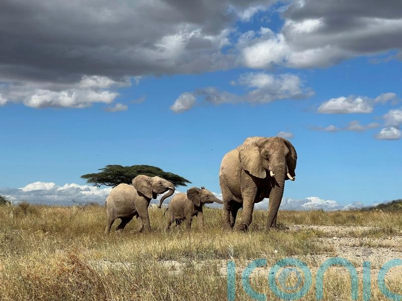African elephants call each other by unique names, study shows