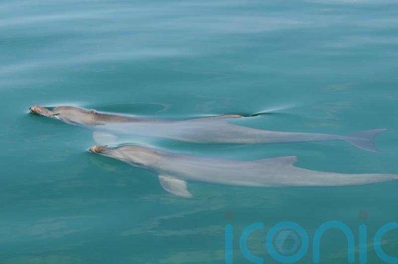 Male dolphins &lsquo;use social play to hone mating skills years before they mature&rsquo;