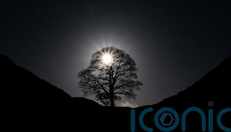 Second man denies felling Sycamore Gap tree