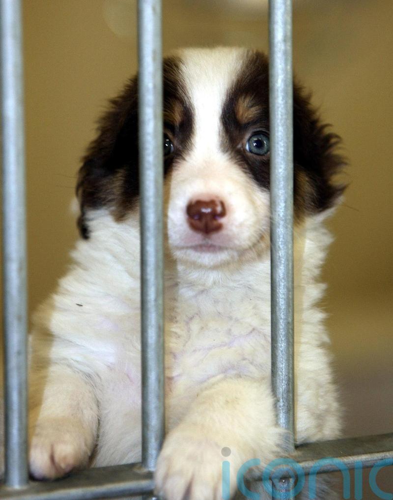 Pairing shelter dogs together ‘could cut stress and help them find homes sooner’