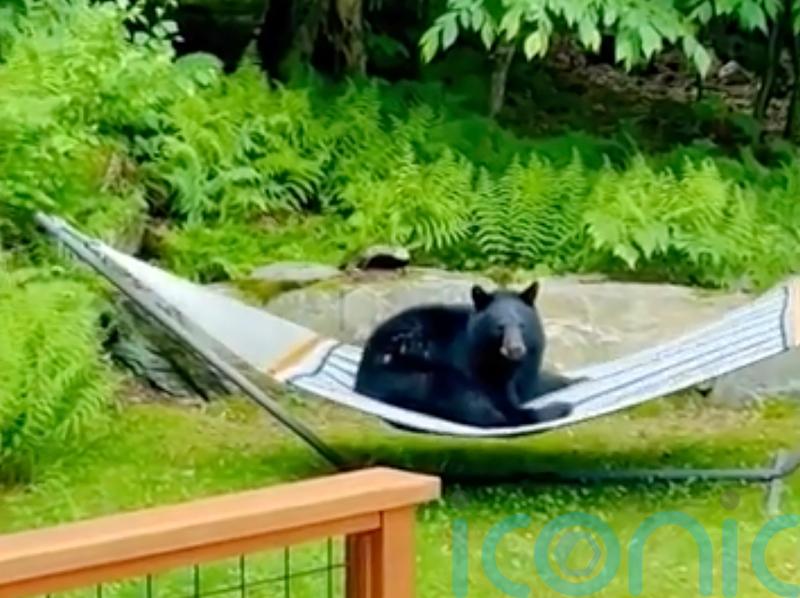 Young bear spotted relaxing on hammock in Vermont garden