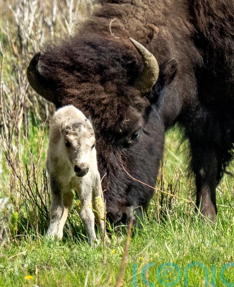 Reported birth of rare white buffalo calf ‘fulfils tribal prophecy’