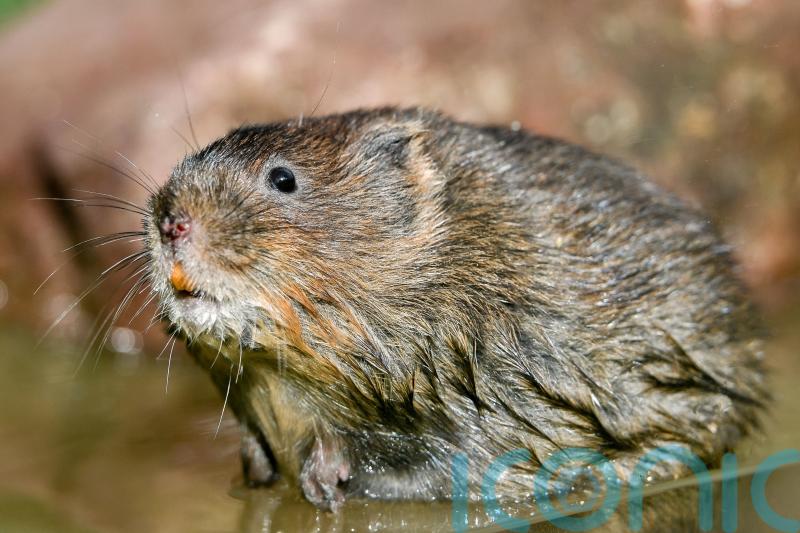 Beavers pave way for return of endangered water voles to Scottish rainforest