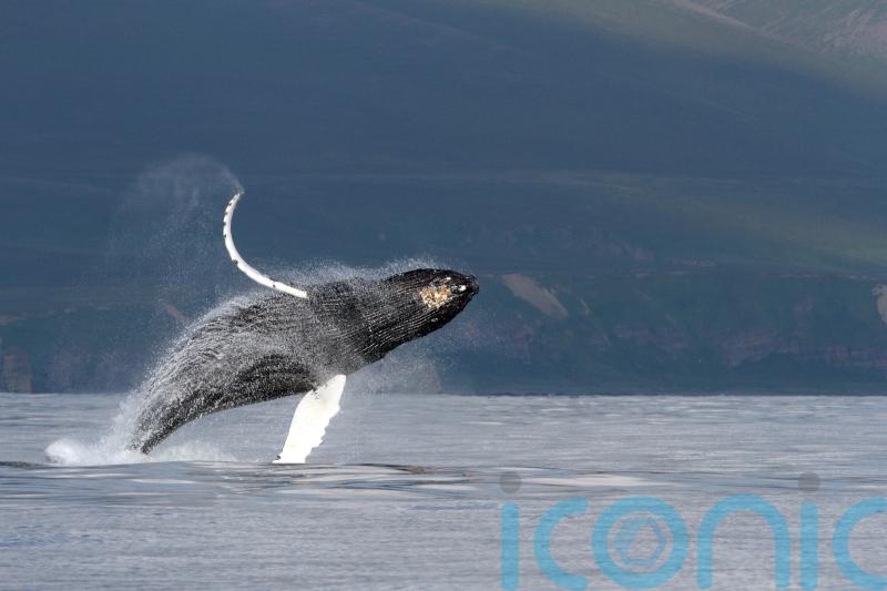 Human impact on ocean increasing pressure on dolphins and whales, says charity