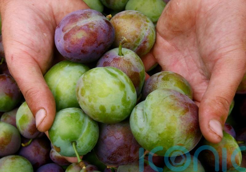 AI tool could use photographs to predict harvests, researchers say