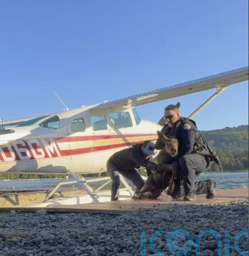 Moose calf trapped in lake rescued as worried mother watches