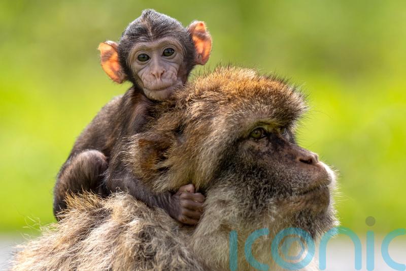 Safari park welcomes new baby to troop of endangered monkeys