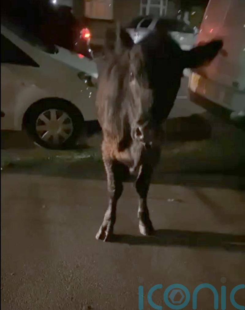 Police force must investigate whether decision to ram calf was proportionate