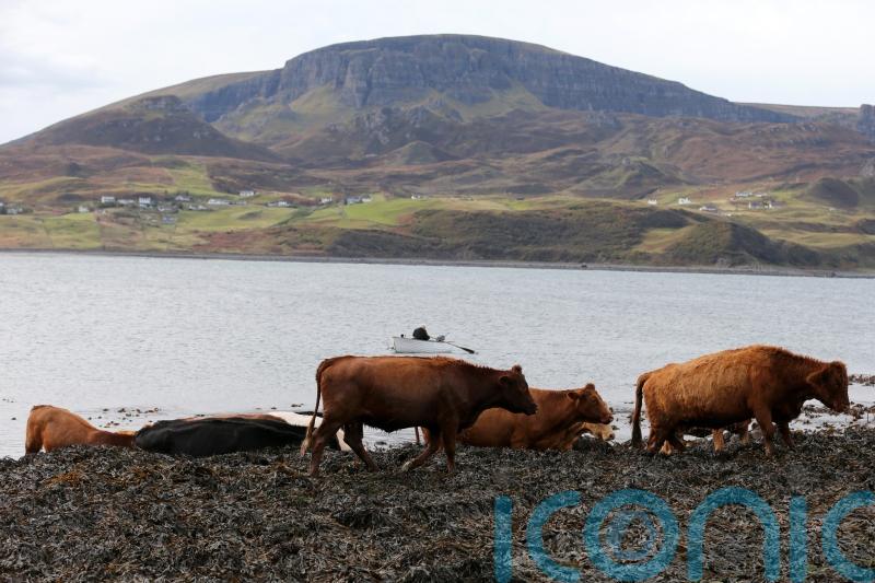 Tories to set out rural manifesto and declare farmers ‘neglected by SNP’
