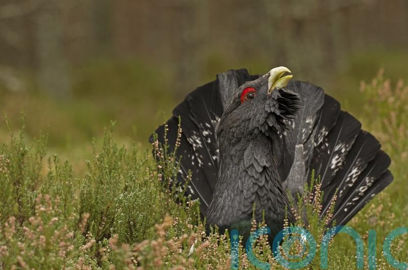 Researchers believe nest study offers lifeline to under-threat capercaillie
