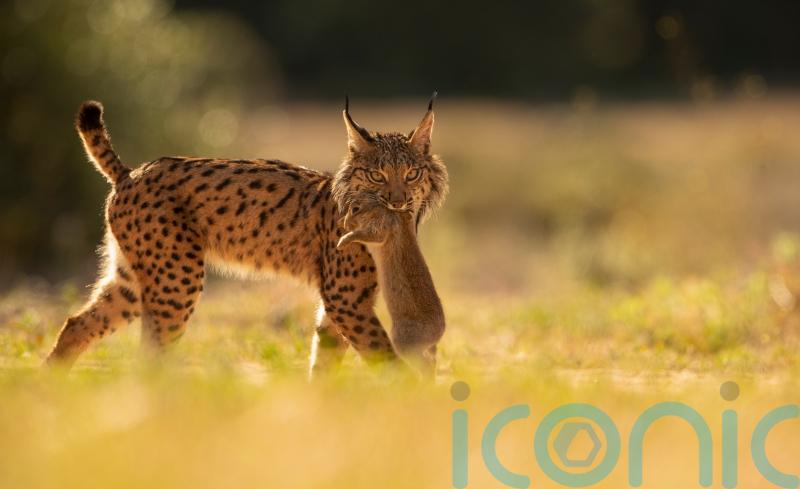 Iberian lynx back from brink of extinction