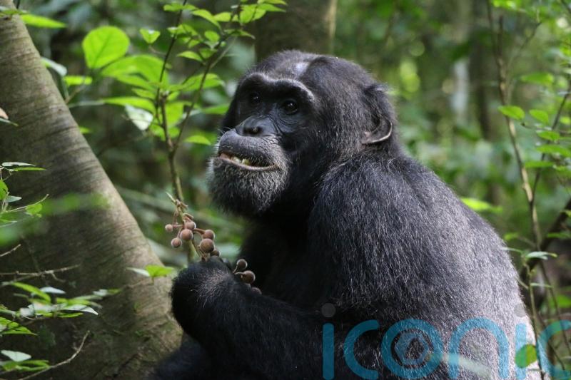 Chimps helping scientists find plants that have potential to become medicines
