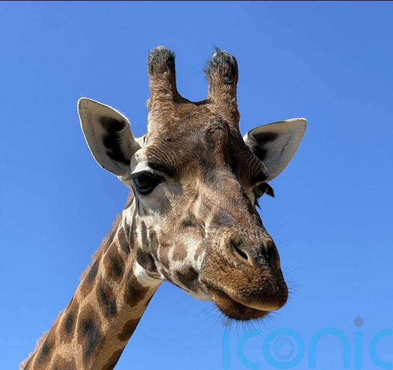 Zoo mourns death of 19-year-old giraffe