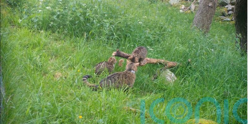 Critically endangered wildcat kittens born in wild in conservation boost