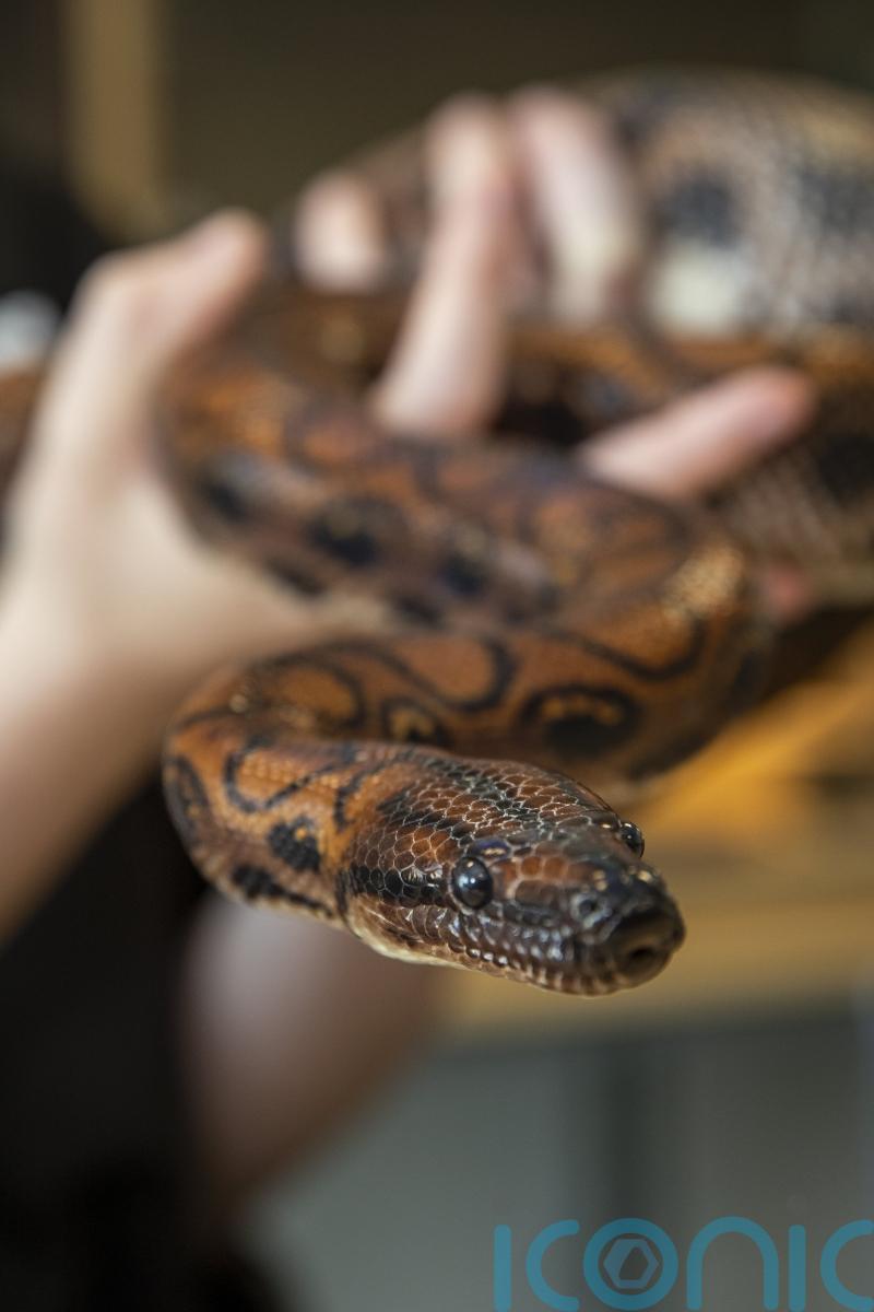 Ronaldo the snake produces 14 babies after rare ‘virgin birth’