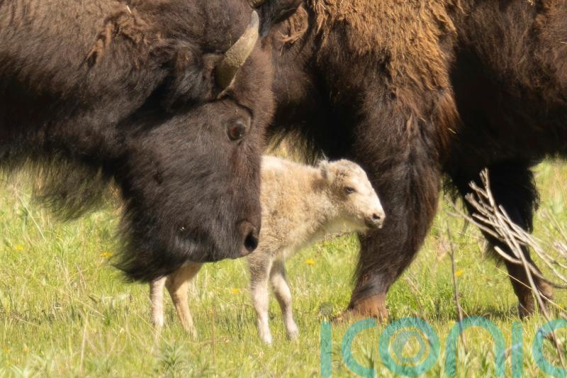 Native American ceremony celebrates birth of white buffalo calf in Yellowstone