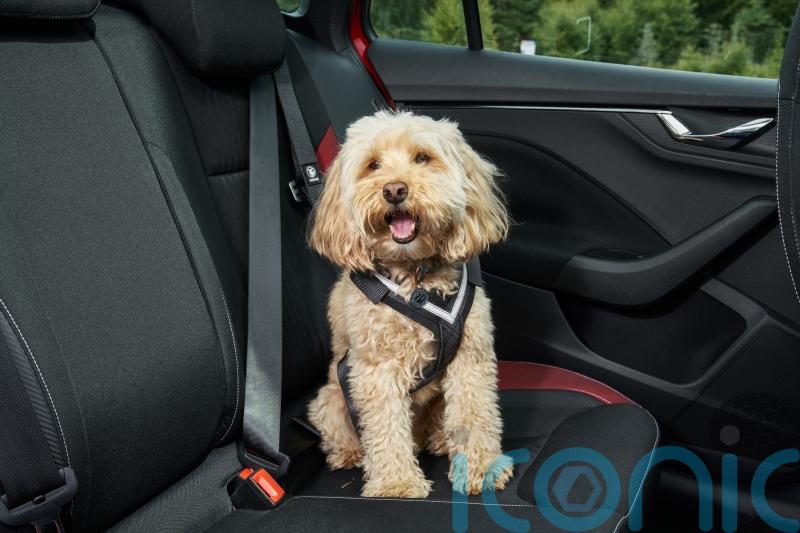 How to stay safe when travelling with pets this summer