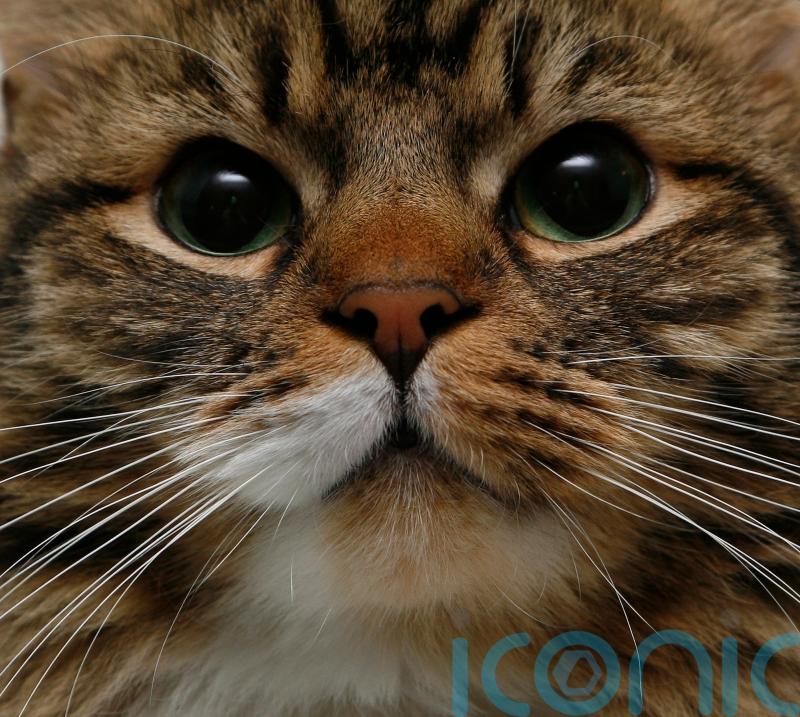 Fifth of cat owners ‘do not intend to get their pet microchipped’