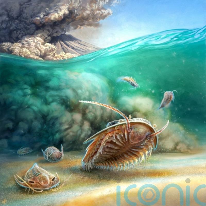 &lsquo;Remarkably preserved&rsquo; 500-million-year-old sea creature discovered