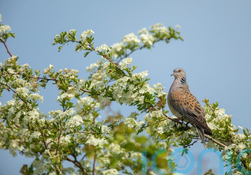 Turtle dove hunting ban boosts western European population by 25%