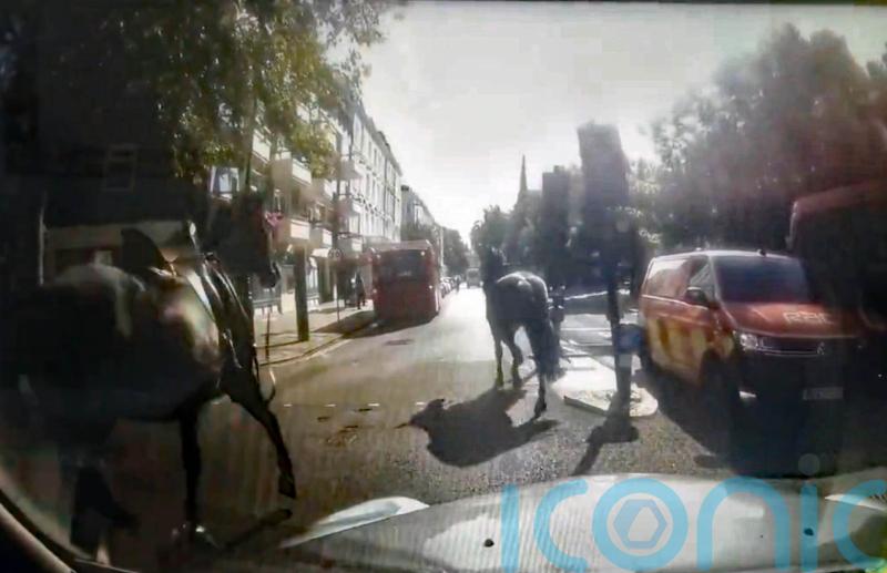 Three runaway military horses bolt through London after losing riders