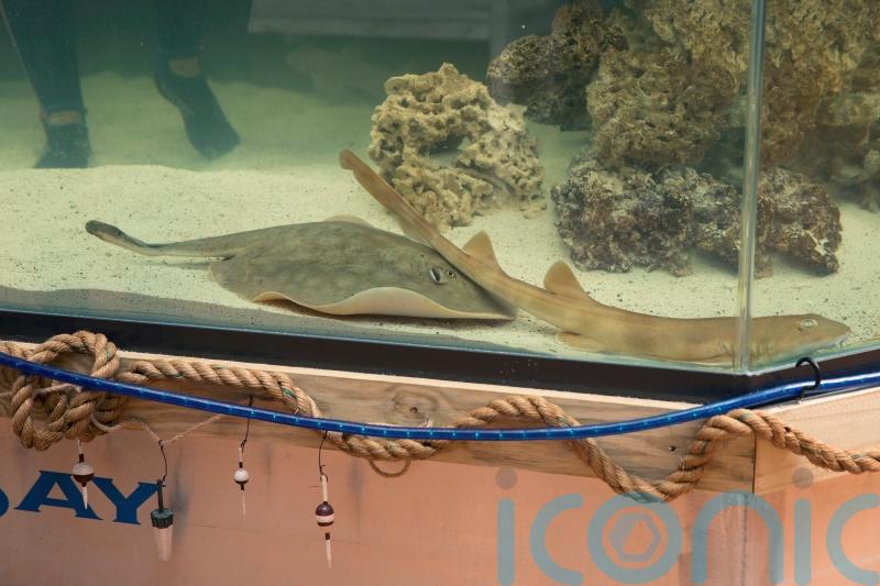 Stingray that got pregnant despite no male companion has died, aquarium says