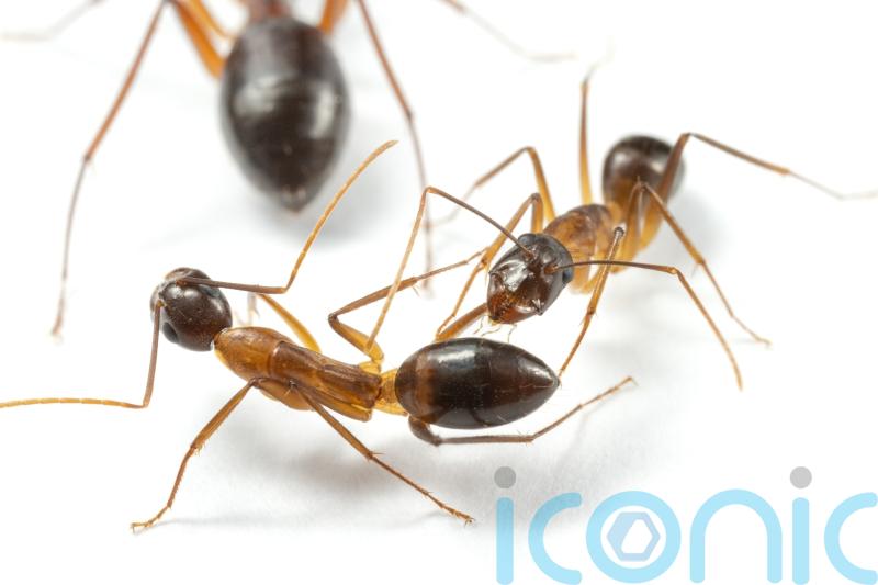 Ants amputate legs in order to ensure survival – study