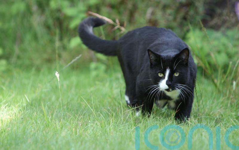 Scientists pinpoint strategies to stop cats from scratching your furniture